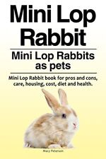 Mini lop rabbit. for sale  USA