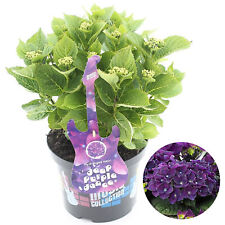 Hydrangea purple dance for sale  UK