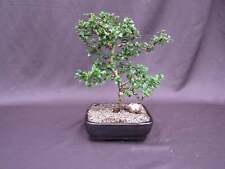 Fukien tea bonsai for sale  Freeport
