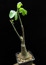 Adenia glauca,Caudex,Euphorbia,Succulent Plants for sale  Shipping to South Africa