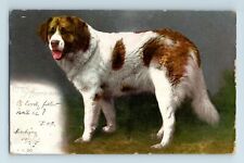 Vintage postcard chien for sale  CARRICKFERGUS