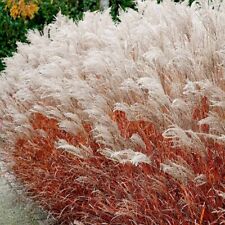 Miscanthus indian summer for sale  NANTWICH