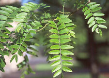 Gleditsia triacanthos inermis for sale  GODALMING