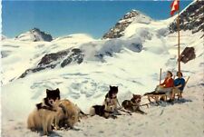 Jungfraujoch hundeschlitten n7 gebraucht kaufen  Düren