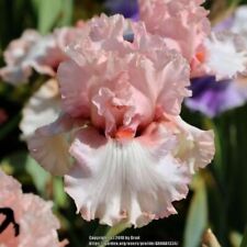 Iris pink invasion usato  Bologna