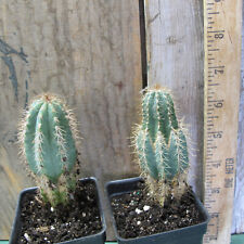 Pilosocereus azureus - gorgeous blue cactus! for sale  Shipping to South Africa