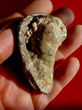 Bulle tympanique fossile d'occasion  Cuxac-d'Aude