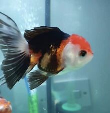 Fancy gold fish for sale  EPSOM