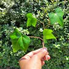 Algerian ivy rooted for sale  Columbia