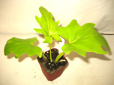 Rare philodendron warscewiczii for sale  Reva