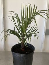 Dypsis decaryi triangle for sale  Saint Cloud