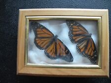 Monarch butterflies display for sale  Saint Petersburg