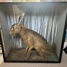 Taxidermy hare countryside for sale  DERBY