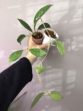 Hoya live plants for sale  Brooklyn