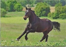 Horse postcard silesian for sale  ALTON