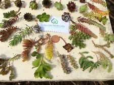Assorted succulent cuttings for sale  BALLYMENA