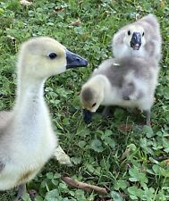 African goose hatching for sale  Allardt