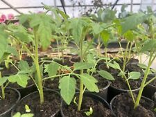 Harzfeuer tomate jungpflanzen gebraucht kaufen  Ronneburg
