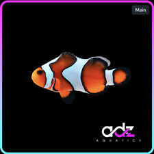 Gladiator clownfish for sale  BINGLEY