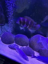 Frontosa fish inch for sale  COLCHESTER