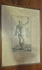Stampa anatomica vintage usato  Misterbianco