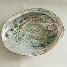 Abalone sea shell for sale  Port Charlotte