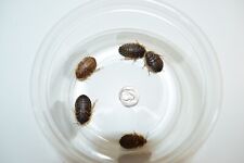 Reptile feeder bugs for sale  Sacramento
