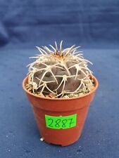 Used, Gymnocalycium spegazzinii punillaense Tom 06-81/1 El Obelisco 2887p for sale  Shipping to South Africa