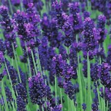 English lavender augustifolia for sale  LEICESTER