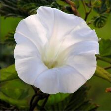 Morning glory ipomoea for sale  READING