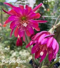 Epiphyllum purple gem d'occasion  Chartres