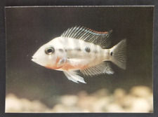 Firemouth cichlid 1990 for sale  Reading
