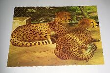 ältere geparden cheetah gebraucht kaufen  Haßmersheim