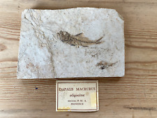 Poisson fossile dapalis d'occasion  Bordeaux-