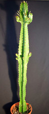 Euphorbia acrurensis westernka gebraucht kaufen  Herzebrock-Clarholz