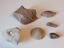 Lotto fossili pietre usato  Varese