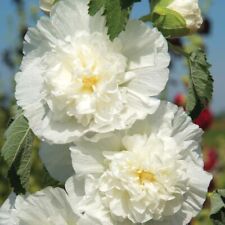 Hollyhock chaters white for sale  SALISBURY