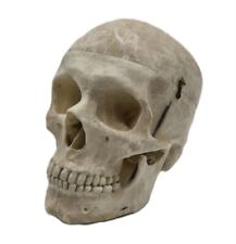 Human skull anatomical for sale  MOLD