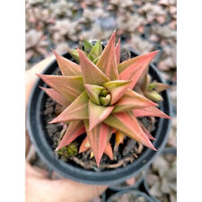 Haworthia sp Variegated pink free pythosanitary ship by dhl express for sale  Shipping to South Africa