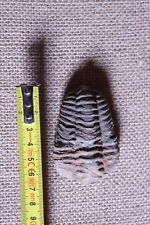 Fossile trilobite usato  Vitorchiano