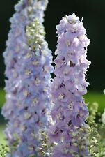 Delphinium guardian lavender for sale  HEATHFIELD
