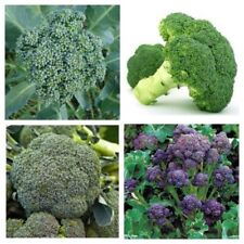 Broccoli seeds huge for sale  SALISBURY