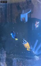 Regal blue tang for sale  WALLINGTON