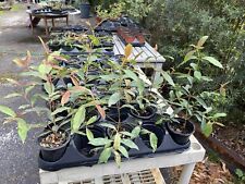 Rainbow eucalyptus seedlings for sale  Pompano Beach