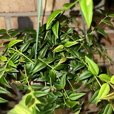 Hoya bella lanceolata for sale  Centralia