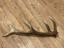 stag horn for sale  BRIDGE OF ORCHY
