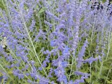 Pflanze blauraute perovskia gebraucht kaufen  Pinneberg