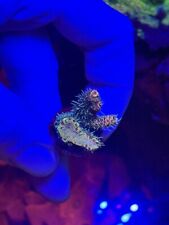 Ultra acropora millepora for sale  MELTON MOWBRAY