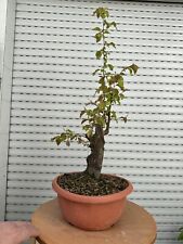 Melo cotogno bonsai usato  Italia