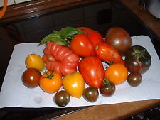 Tomatensamen alte sorten gebraucht kaufen  Elchesheim-Illingen